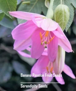 10 Banana Passion Fruit Seeds - Passiflora mollissima - Heirloom - Yellow Fruit - Fast Growing Vine