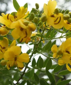 10 Cassia Tree Seeds - Tropical Senna - Fast-Growing, Pale Yellow Flowers