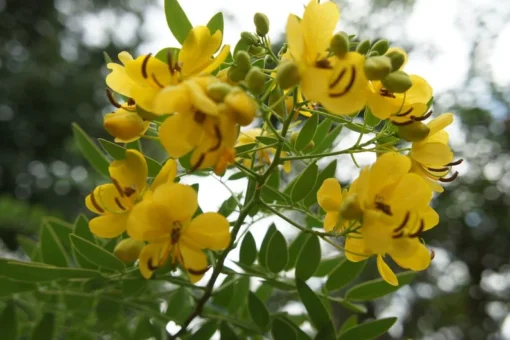 10 Cassia Tree Seeds - Tropical Senna - Fast-Growing, Pale Yellow Flowers