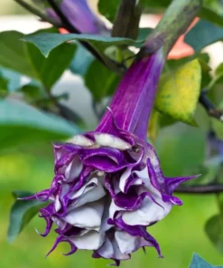 10 Datura Metel Fastuosa Seeds - Purple Angels Trumpet - Tropical Flower