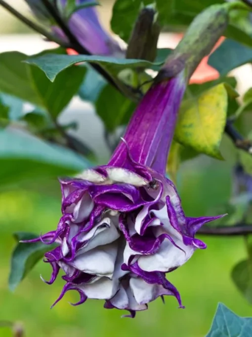 10 Datura Metel Fastuosa Seeds - Purple Angels Trumpet - Tropical Flower