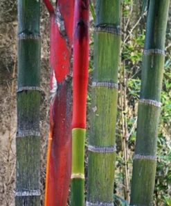 10 Heirloom Red Sealing Wax Palm Seeds - Cyrtostachys renda - Lipstick Palm