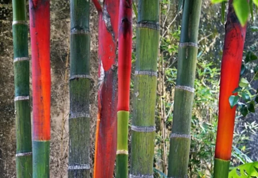 10 Heirloom Red Sealing Wax Palm Seeds - Cyrtostachys renda - Lipstick Palm