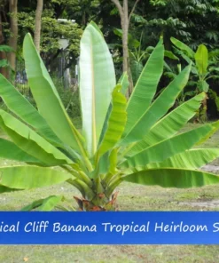 10 Heirloom Tropical Seeds - Cliff Banana - Ensete superbum - Unique Ornamental Plant