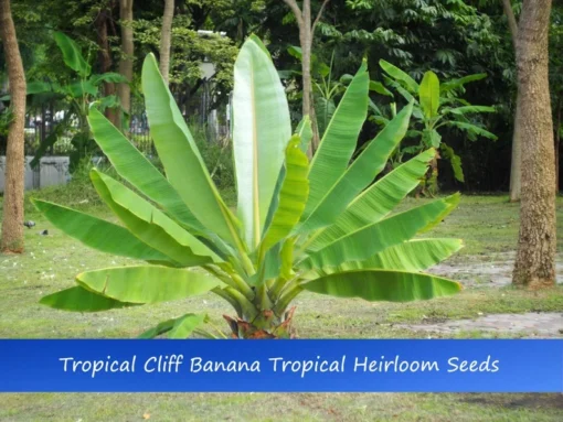 10 Heirloom Tropical Seeds - Cliff Banana - Ensete superbum - Unique Ornamental Plant