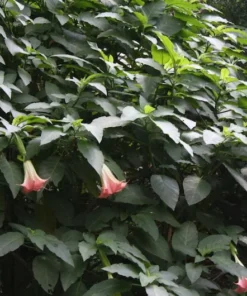 10 Pink Angels Trumpet Seeds - Brugmansia suaveolens - Tropical Container Plant