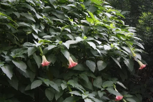 10 Pink Angels Trumpet Seeds - Brugmansia suaveolens - Tropical Container Plant