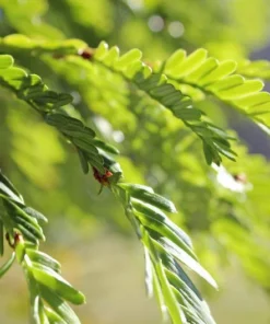 10 Seeds California Redwood - Sequoia sempervirens - Coastal Tree Variety