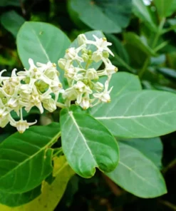 10 Seeds Calotropis gigantea Rare White Crown Flower for Monarch Butterflies