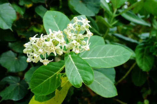 10 Seeds Calotropis gigantea Rare White Crown Flower for Monarch Butterflies