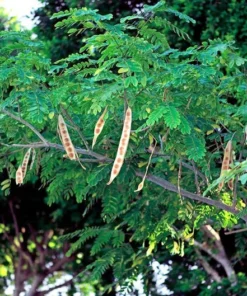 10 Seeds Lebbeck Mimosa Tree - Albizia lebbeck - Fast Growing, Drought Tolerant