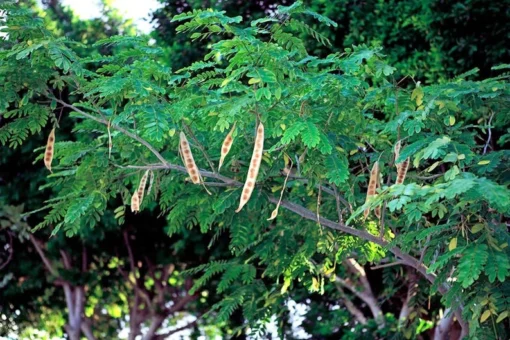 10 Seeds Lebbeck Mimosa Tree - Albizia lebbeck - Fast Growing, Drought Tolerant