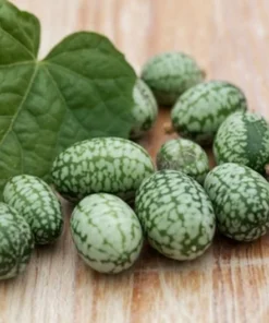 10 Seeds Melothria scabra Mexican Sour Gherkin - Unique Fruit - Heirloom Seeds