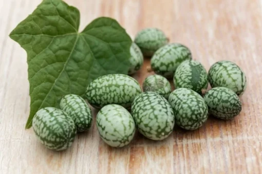 10 Seeds Melothria scabra Mexican Sour Gherkin - Unique Fruit - Heirloom Seeds