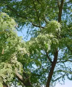 10 Seeds Prosopis cineraria Shami Khari Fast-Growing Tropical Plant