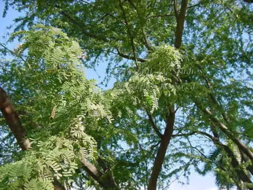 10 Seeds Prosopis cineraria Shami Khari Fast-Growing Tropical Plant