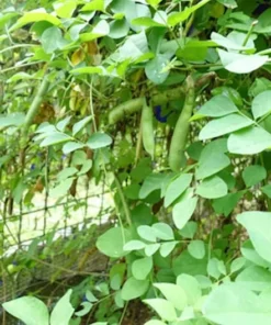 10 Tropical Flower Seeds - Clitoria ternatea - Variegated Blue & White - Non-GMO