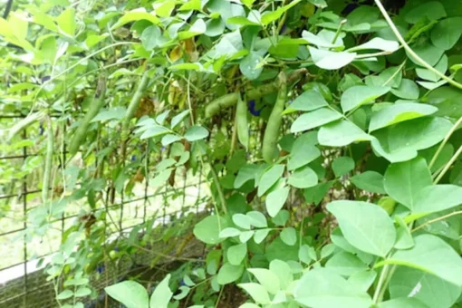 10 Tropical Flower Seeds - Clitoria ternatea - Variegated Blue & White - Non-GMO