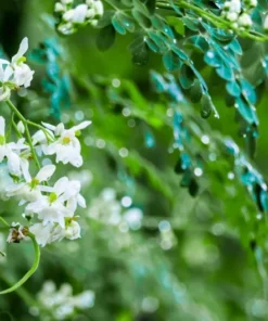 10 Tropical Seeds - Moringa concanensis - Showy White Flowers - Heirloom Variety