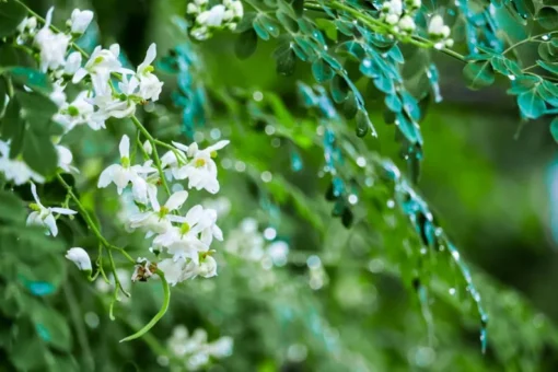 10 Tropical Seeds - Moringa concanensis - Showy White Flowers - Heirloom Variety