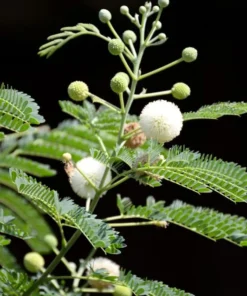 10 Tropical Seeds - Prairie Acacia - Acacia angustissima - White Flowering Plant