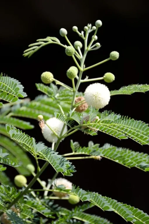 10 Tropical Seeds - Prairie Acacia - Acacia angustissima - White Flowering Plant