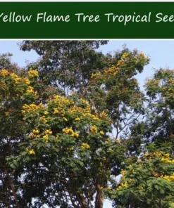 10 Tropical Seeds Yellow Flame Tree Peltophorum pterocarpum Yellow Blossoms