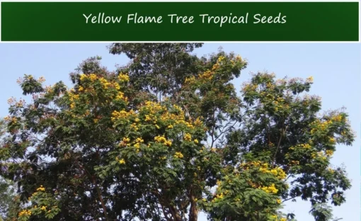 10 Tropical Seeds Yellow Flame Tree Peltophorum pterocarpum Yellow Blossoms