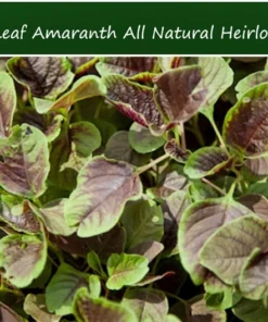 100 Amaranth Miriah Leaf Seeds Annual Colorful Edible Plant Sun Shade