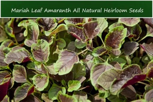 100 Amaranth Miriah Leaf Seeds Annual Colorful Edible Plant Sun Shade