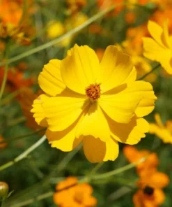 100 Cosmos Bright Lights Flower Seeds - Wildflower for Garden and Cut Flowers