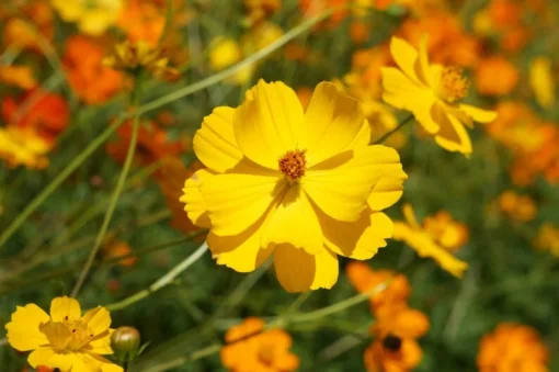 100 Cosmos Bright Lights Flower Seeds - Wildflower for Garden and Cut Flowers