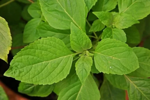 100 Heirloom Clove Scented Basil Seeds - Indoor/Outdoor Herb Plant