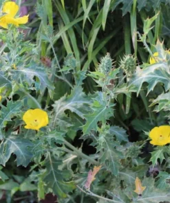 100 Heirloom Prickly Poppy Seeds Argemone mexicana Hardy Annual Wildflower