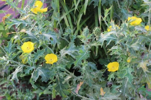 100 Heirloom Prickly Poppy Seeds Argemone mexicana Hardy Annual Wildflower