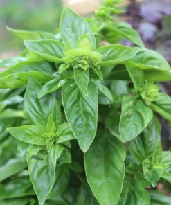 100 Heirloom Seeds Italian Sweet Basil - All Natural, Ideal for Indoor/Outdoor Use