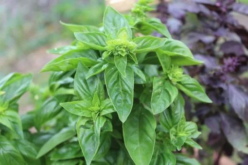 100 Heirloom Seeds Italian Sweet Basil - All Natural, Ideal for Indoor/Outdoor Use