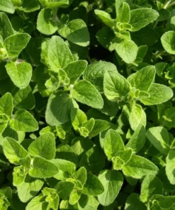 100 Heirloom Seeds Oregano Vulgare Potted Plant Seed Indoor Outdoor Herb