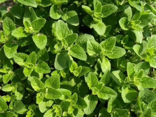 100 Heirloom Seeds Oregano Vulgare Potted Plant Seed Indoor Outdoor Herb