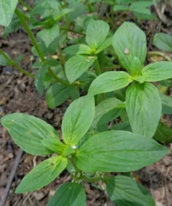 100 Heirloom Seeds - Shaggy Buttonweed - White Flower - Annual/Perennial