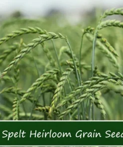 100 Organic Spelt Grain Seeds - Dinkel - 100 Seed Starter Pack - Ancient Wheat for Home Gardening