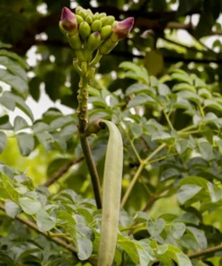 100 Tropical Seeds - Rare Broken Bones Tree - Indian Trumpet Flower - Oroxylum indicum