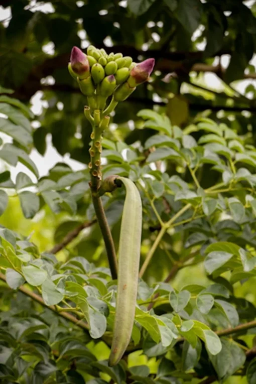 100 Tropical Seeds - Rare Broken Bones Tree - Indian Trumpet Flower - Oroxylum indicum