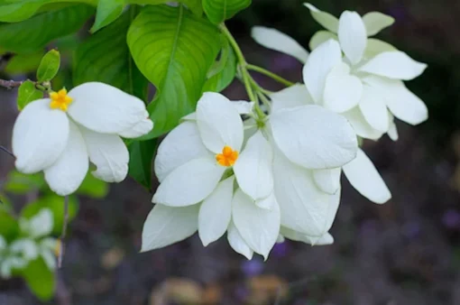 2 Packs of Mussaenda Seeds - Rare Tropical Shrub - 40 Seeds Total - Garden Plants