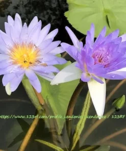 20 Blue Star Water Lily Seeds - Nymphaea nouchali stellata - Aquatic Plant