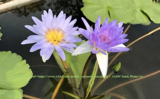 20 Blue Star Water Lily Seeds - Nymphaea nouchali stellata - Aquatic Plant