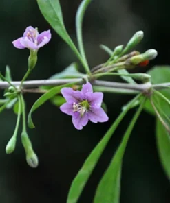 20 Goji Berry Seeds - Wolfberry - Lycium barbarum - Container Plant - Tropical Seeds