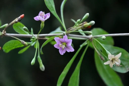 20 Goji Berry Seeds - Wolfberry - Lycium barbarum - Container Plant - Tropical Seeds