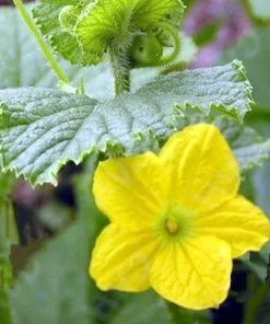 20 Heirloom Cucumber Seeds - Beit Alpha - Great Slicing Variety - Non-GMO