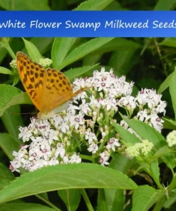 20 Heirloom Flower Seeds White Swamp Milkweed Asclepias incarnata Annual Perennial